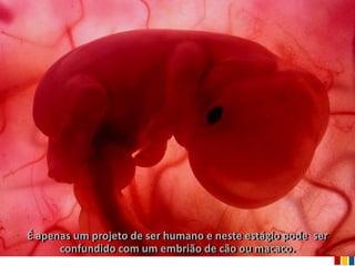 É apenas um projeto de ser humano e neste estágio pode ser
      confundido com um embrião de cão ou macaco.
 