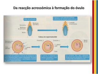 Da reacção acrossómica à formação do óvulo
 