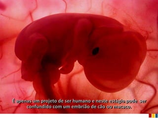 É apenas um projeto de ser humano e neste estágio pode ser
      confundido com um embrião de cão ou macaco.
 
