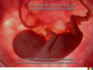 Por volta da 8ª semana de gestação
          o saco vitelino perde a sua função.




  É o cordão umbilical que passa a alimentá-lo
com nutrientes provenientes do corpo materno.
 