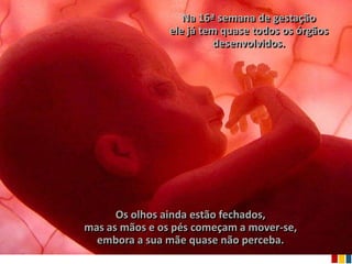 Na 16ª semana de gestação
                ele já tem quase todos os órgãos
                         desenvolvidos.




      Os olhos ainda estão fechados,
mas as mãos e os pés começam a mover-se,
  embora a sua mãe quase não perceba.
 