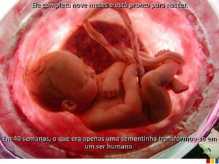 Ele completa nove meses e está pronto para nascer.




Em 40 semanas, o que era apenas uma sementinha transformou-se em
                          um ser humano.
 