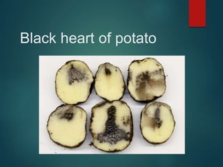 Black heart of potato
 