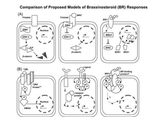 008 Brassinosteroids.ppt