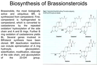 008 Brassinosteroids.ppt