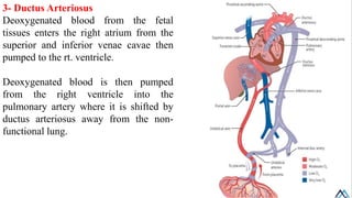 Fetal and regional circulation / Fetal and regional circulation.pdf