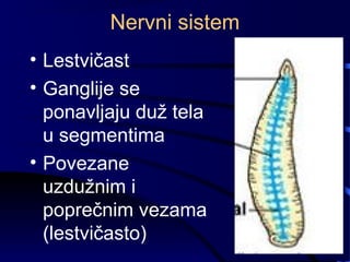 Nervni sistem
• Lestvičast
• Ganglije se
ponavljaju duž tela
u segmentima
• Povezane
uzdužnim i
poprečnim vezama
(lestvičasto)
 