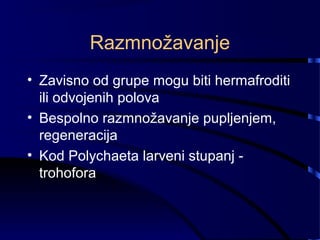 Razmnožavanje
• Zavisno od grupe mogu biti hermafroditi
ili odvojenih polova
• Bespolno razmnožavanje pupljenjem,
regeneracija
• Kod Polychaeta larveni stupanj -
trohofora
 