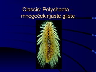 Classis: Polychaeta –
mnogočekinjaste gliste
 