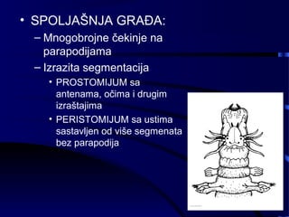 • SPOLJAŠNJA GRAĐA:
– Mnogobrojne čekinje na
parapodijama
– Izrazita segmentacija
• PROSTOMIJUM sa
antenama, očima i drugim
izraštajima
• PERISTOMIJUM sa ustima
sastavljen od više segmenata
bez parapodija
 