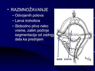 • RAZMNOŽAVANJE
– Odvojenih polova
– Larva trohofora
– Slobodno pliva neko
vreme, zatim počinje
segmentacija od zadnjg
dela ka prednjem
usta crevo
 