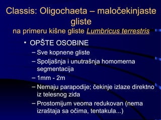 Classis: Oligochaeta – maločekinjaste
gliste
na primeru kišne gliste Lumbricus terrestris
• OPŠTE OSOBINE
– Sve kopnene gliste
– Spoljašnja i unutrašnja homomerna
segmentacija
– 1mm - 2m
– Nemaju parapodije; čekinje izlaze direktno
iz telesnog zida
– Prostomijum veoma redukovan (nema
izraštaja sa očima, tentakula...)
 