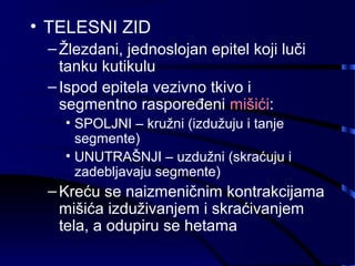 • TELESNI ZID
–Žlezdani, jednoslojan epitel koji luči
tanku kutikulu
–Ispod epitela vezivno tkivo i
segmentno raspoređeni mišići:
• SPOLJNI – kružni (izdužuju i tanje
segmente)
• UNUTRAŠNJI – uzdužni (skraćuju i
zadebljavaju segmente)
–Kreću se naizmeničnim kontrakcijama
mišića izduživanjem i skraćivanjem
tela, a odupiru se hetama
 