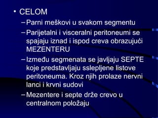 • CELOM
–Parni meškovi u svakom segmentu
–Parijetalni i visceralni peritoneumi se
spajaju iznad i ispod creva obrazujući
MEZENTERU
–Između segmenata se javljaju SEPTE
koje predstavljaju sslepljene listove
peritoneuma. Kroz njih prolaze nervni
lanci i krvni sudovi
–Mezentere i septe drže crevo u
centralnom položaju
 