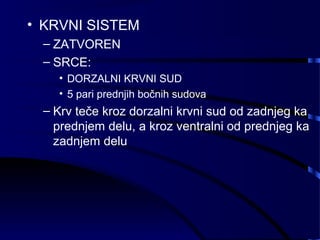 • KRVNI SISTEM
– ZATVOREN
– SRCE:
• DORZALNI KRVNI SUD
• 5 pari prednjih bočnih sudova
– Krv teče kroz dorzalni krvni sud od zadnjeg ka
prednjem delu, a kroz ventralni od prednjeg ka
zadnjem delu
 