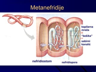 kapilarna
mreža
“bešika”
sabirni
kanalić
nefridioporanefridiostom
Metanefridije
 
