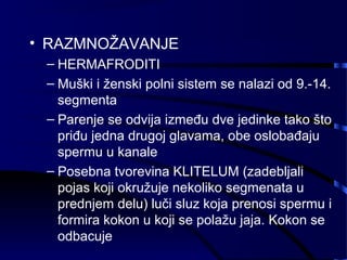 • RAZMNOŽAVANJE
– HERMAFRODITI
– Muški i ženski polni sistem se nalazi od 9.-14.
segmenta
– Parenje se odvija između dve jedinke tako što
priđu jedna drugoj glavama, obe oslobađaju
spermu u kanale
– Posebna tvorevina KLITELUM (zadebljali
pojas koji okružuje nekoliko segmenata u
prednjem delu) luči sluz koja prenosi spermu i
formira kokon u koji se polažu jaja. Kokon se
odbacuje
 