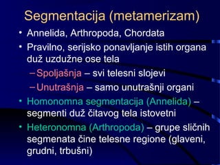 Segmentacija (metamerizam)
• Annelida, Arthropoda, Chordata
• Pravilno, serijsko ponavljanje istih organa
duž uzdužne ose tela
–Spoljašnja – svi telesni slojevi
–Unutrašnja – samo unutrašnji organi
• Homonomna segmentacija (Annelida) –
segmenti duž čitavog tela istovetni
• Heteronomna (Arthropoda) – grupe sličnih
segmenata čine telesne regione (glaveni,
grudni, trbušni)
 