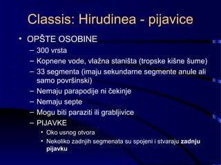 Classis: Hirudinea - pijavice
• OPŠTE OSOBINE
– 300 vrsta
– Kopnene vode, vlažna staništa (tropske kišne šume)
– 33 segmenta (imaju sekundarne segmente anule ali
samo površinski)
– Nemaju parapodije ni čekinje
– Nemaju septe
– Mogu biti paraziti ili grabljivice
– PIJAVKE
• Oko usnog otvora
• Nekoliko zadnjih segmenata su spojeni i stvaraju zadnju
pijavku
 