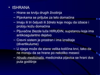 • ISHRANA
– Hrane se krvlju drugih životinja
– Pijavkama se priljube za telo domaćina
– Imaju ili tri čeljusti ili ždrelo koje mogu da izbace i
probiju kožu domaćina
– Pljuvačne žlezde luče HIRUDIN, supstancu koja ima
antikoagulantno dejstvo
– Crevni sistem je prostran i ima izraštaje
(divertikulume)
– U njega može da stane velika količina krvi, tako da
ne moraju da se hrane po nekoliko meseci
– Hirudo medicinalis, medicinska pijavica se hrani dva
puta godišnje
 