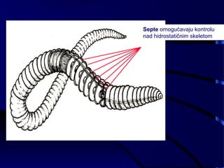 Septe omogućavaju kontrolu
nad hidrostatičnim skeletom
 