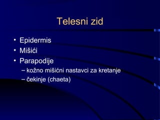 Telesni zid
• Epidermis
• Mišići
• Parapodije
– kožno mišićni nastavci za kretanje
– čekinje (chaeta)
 