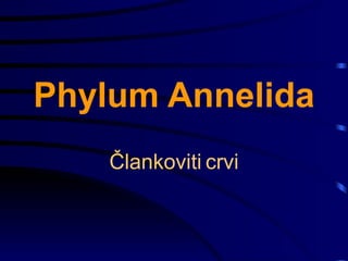 Phylum Annelida Člankoviti   crvi 