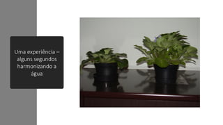 Uma experiência –
alguns segundos
harmonizando a
água
 