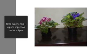 Uma experiência –
alguns segundos
sobre a água
 