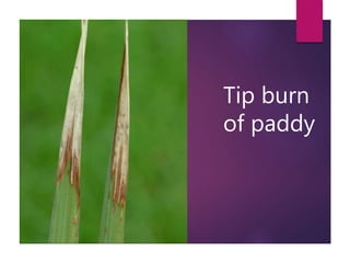 Tip burn
of paddy
 