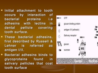  Initial attachment to toothInitial attachment to tooth
occurs by interaction ofoccurs by interaction of
bacterial proteins i.ebacterial proteins i.e
adhesins with lectins inadhesins with lectins in
dental pellicle coveringdental pellicle covering
tooth surface.tooth surface.
 These bacterial adhesins,These bacterial adhesins,
first described by Russell &first described by Russell &
Lehner is referred asLehner is referred as
antigen I/II.antigen I/II.
 Bacterial adhesins binds toBacterial adhesins binds to
glycoproteins found inglycoproteins found in
salivary pellicles that coatsalivary pellicles that coat
tooth surfacetooth surface
 