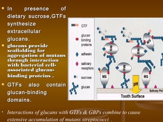  In presence ofIn presence of
dietary sucrose,GTFsdietary sucrose,GTFs
synthesizesynthesize
extracellularextracellular
glucans.glucans.
 glucans provideglucans provide
scaffolding forscaffolding for
aggregation of mutansaggregation of mutans
through interactionthrough interaction
with bacterial cell-with bacterial cell-
associated glucan-associated glucan-
binding proteins .binding proteins .
 GTFs also containGTFs also contain
glucan-bindingglucan-binding
domains.domains.
• Interactions of glucans with GTFs & GBPs combine to cause
extensive accumulation of mutans streptococci .
 