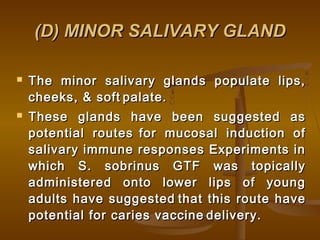 (D) MINOR SALIVARY GLAND(D) MINOR SALIVARY GLAND
 The minor salivary glands populate lips,The minor salivary glands populate lips,
cheeks, & softcheeks, & soft palate.palate.
 These glands have been suggested asThese glands have been suggested as
potential routespotential routes for mucosal induction offor mucosal induction of
salivary immune responses Experiments insalivary immune responses Experiments in
which S. sobrinus GTF was topicallywhich S. sobrinus GTF was topically
administered onto lower lips of youngadministered onto lower lips of young
adults have suggestedadults have suggested that this route havethat this route have
potential for caries vaccinepotential for caries vaccine delivery.delivery.
 