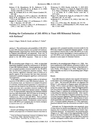 3330 Biochemistry 1984, 23, 3330-3335
Rubtsov, P. M., Musakhanov, M. M., Zakharyev, V. M.,
Krayev, A. S., Skryabin, K. G., & Bayev, A. A. (1980)
Nucleic Acids Res. 8, 5779-5794.
Salim, M., & Madin, B. E. H. (1981) Nature (London)291,
Santer, M., & Shane, S. (1977) J. Bacteriol. 130,900-910.
Senior, B. W., & Holland, I. B. (1971) Proc. Natl.Acad. Sci.
Stiegler, P., Carbon, P., Ebel, J.-P., & Ehresmann, C. (1981)
Vassilenko, S . K., Carbon, P., Ebel, J. P., & Ehresmann, C.
205-208.
U.S.A.68, 959-963.
Eur. J. Biochem. 120, 487-495.
(1981) J. Mol. Biol. 152, 699-721.
Wickstrom, E. (1983) Nucleic Acids Res. 11, 2035-2052.
Woese, C. R., Magrum, L. J., Gupta, R., Siegel, R. B., Stahl,
D. A,, Kop, J., Crawford, N., Brosius, J., Gutell, R., Hogan,
J. J., & Noller, H. F. (1980) Nucleic Acids Res. 8,
Wcese, C. R., Gutell, R. R., Gupta, R., & Noller, H. F. (1983)
Wollenzien, P. L., & Cantor, C. R. (1982) J. Mol. Biol. 159,
Wool, I. G. (1979) Annu. Rev. Biochem. 48, 719-754.
Zwieb, C.,Glotz, C., & Brimacombe, R. (1981) Nucleic Acids
2275-2293.
Microbiol. Rev. 47, 621-669.
151-166.
Res. 9. 3621-3640.
Probing the Conformation of 26s rRNA in Yeast 60s Ribosomal Subunits
with Kethoxalt
James J. Hogan,' Robin R. Gutell, and Harry F. Noller*
ABSTRACT: The conformation and accessibilityof 26s rRNA
in yeast 60s ribosomal subunits were probed with kethoxal.
Oligonucleotides originating from reactive sites were isolated
by diagonal electrophoresis and sequenced. From over 70
oligonucleotide sequences, 26 kethoxal-reactive sites could be
placed in the 26s rRNA sequence. These are in close
Inthe preceding paper (Hogan et al., 1984), we described
experiments designed to probe the conformation of 18s rRNA
in yeast 40s ribosomal subunits. General agreement was found
with a proposed secondary structure model for the 18srRNA
that was derived by comparative sequence analysis. There
were, however, significant violations, some of which are in
specific regions of the structure that have been previously
implicated in possible biologically significant conformational
rearrangements.
In this paper, we present analogous studies on the kethoxal
reactivity of 26s rRNA in yeast 60s ribosomal subunits. As
in the previous study, our intention is to compare the pattern
of accessible, kethoxal-reactive guanines in a eucaryotic ri-
bosome with that found for the Escherichia coli ribosome and
at the same time test a secondary structure model for 26s
rRNA derived from comparative sequence analysis. Sequences
of over 70 oligonucleotidesoriginating from kethoxal-modified
sites have been determined, and 26 of these can be located in
the published nucleotide sequence (Georgiev et al., 1981;
Veldman et al., 1981) of yeast 26s rRNA. There is general
agreement between the proposed secondary structure model
and the experimental results. Furthermore, several reactive
sites in 26s rRNA are in positions that are exactly analogous
to reactive sites in E. coli 23s rRNA.
Materials and Methods
Growth and labeling of Saccharomyces cerevisiae (strain
A364A) and preparation of ribosomal subunits were done as
From the Thimann Laboratories, University of California, Santa
Cruz, California 95064. Received November 9, 1983.
*Presentaddress: Gen-Probe, Inc., La Jolia, CA 92121.
agreement with a proposed secondary structure model for the
RNA that is based on comparative sequenceanalysis. At least
seven kethoxal-reactive sites in yeast 26s rRNA are in pos-
itions that are exactly homologous to reactive positions in E.
coli 23s rRNA; each of these sites has previously been im-
plicated in some aspect of ribosomal function.
described in the preceding paper (Hogan et al., 1984). Ket-
hoxal modification of 60s subunits, extraction of rRNA, and
diagonal electrophoresis were carried out as described previ-
ously (Noller, 1974; Hogan et al., 1984). Repurification of
oligonucleotides was done as in the preceding paper (Hogan
et al., 1984).
Results
Yeast 60s ribosomal subunits were reacted with kethoxal
as described in the preceding paper for 40s subunits (Hogan
et al., 1984). The extracted 26s rRNA was digested with
RNase T, and subjected to diagonal paper electrophoresis
(Noller, 1974) to isolate and identify oligonucleotides origi-
nating from reactive sites. Figure 1 shows the diagonal pattern
from one of the four independent experiments. The schematic
diagram (Figure 1) indicates the numbering scheme used here
in describing the individual oligonucleotides. After repurifi-
cation, they were subjected to sequence analysis by a variety
of further enzymatic digestions, followed by identification of
resulting fragments (Barrell, 1971). Identification of meth-
ylated nucleotides was confirmed by diagonal electrophoresis
with ['4C]methyl-labeled ribosomes in a fifth experiment.
Sequences deduced from this information are listed in Table
I.
Although over 70 oligonucleotides were sequenced, many
of these cannot be located unambiguously in the 26s rRNA
sequence, due to numerous Occurrencesof the smaller oligo-
nucleotide sequences. As mentioned in the preceding paper
(Hogan et al., 1984), some of the oligonucleotides could be
placed on the basis of mobility-shift information. The number
of occurrences of each oligomer in the 26s rRNA sequence
and their off-diagonal mobility shifts are listed in Table I. An
01984 American Chemical Society0006-2960I84/0423-3330$01.501'0
 