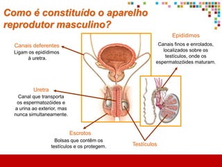 O que é a adolescência?
O corpo cresce, altera-se a maneira de pensar, vive-se tudo com muita
intensidade, surgem algumas dúvidas e questões…




        Etapa do desenvolvimento que ocorre desde que se iniciam as alterações
        físicas e psicológicas até à idade adulta.
 