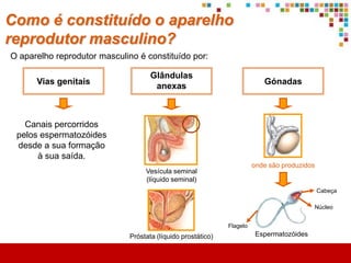 O que é a puberdade?

        Conjunto de alterações físicas
        e psicológicas que marcam
        o início da adolescência.




 Alterações físicas



         Caracteres sexuais              Começam a surgir com a produção
            secundários                  de hormonas sexuais.


              Preparam o corpo para os actos sexuais e para a reprodução.
 