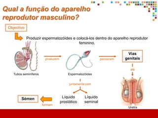 O que é a puberdade?
São várias as alterações que o corpo sofre na puberdade…
      SEXO MASCULINO




   Aumento do tamanho do pénis e dos testículos;

   Desenvolvimento corporal devido ao aumento
                                                        A puberdade termina quando o
    de massa muscular;
                                                       crescimento pára e as alterações
   Aparecimento de pêlos nas axilas e nos genitais;
                                                                   cessam
   Surgimento da acne;

   Aparecimento da barba;

   Mudanças na voz.
 