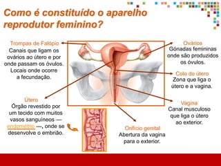 Como é constituído o aparelho
reprodutor masculino?
                                                                Epidídimos
  Canais deferentes                                       Canais finos e enrolados,
  Ligam os epidídimos                                       localizados sobre os
       à uretra.                                             testículos, onde os
                                                         espermatozóides maturam.




           Uretra
    Canal que transporta
   os espermatozóides e
   a urina ao exterior, mas
  nunca simultaneamente.


                              Escrotos
                      Bolsas que contêm os
                    testículos e os protegem.   Testículos
 