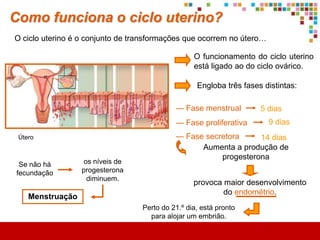 Como funciona o ciclo ovárico?
O ciclo ovárico é o conjunto de transformações que ocorrem nos ovários…

                                                Engloba três fases distintas:

                                          — Fase folicular
                                                 Os estrogénios provocam o
                                               crescimento e maturação de um
                                                folículo que contém um óvulo.
                                          — Ovulação
                                                Quando o valor de estrogénios
                                                 no sangue atinge o máximo.


                                                   Há a libertação do óvulo
                                                  para a trompa de Falópio.
 
