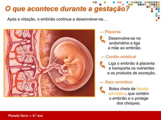 Como funciona o ciclo uterino?
O ciclo uterino é o conjunto de transformações que ocorrem no útero…

                                                O funcionamento do ciclo uterino
                                                está ligado ao do ciclo ovárico.

                                                 Engloba três fases distintas:

                                           — Fase menstrual        5 dias
                                           — Fase proliferativa     9 dias
 Útero
                                                    Aumenta a produção de
                                                        estrogénios.



                                                  O endométrio reconstitui-se,
                                                     torna-se mais espesso e
                                                 irrigado de vasos sanguíneos.
 