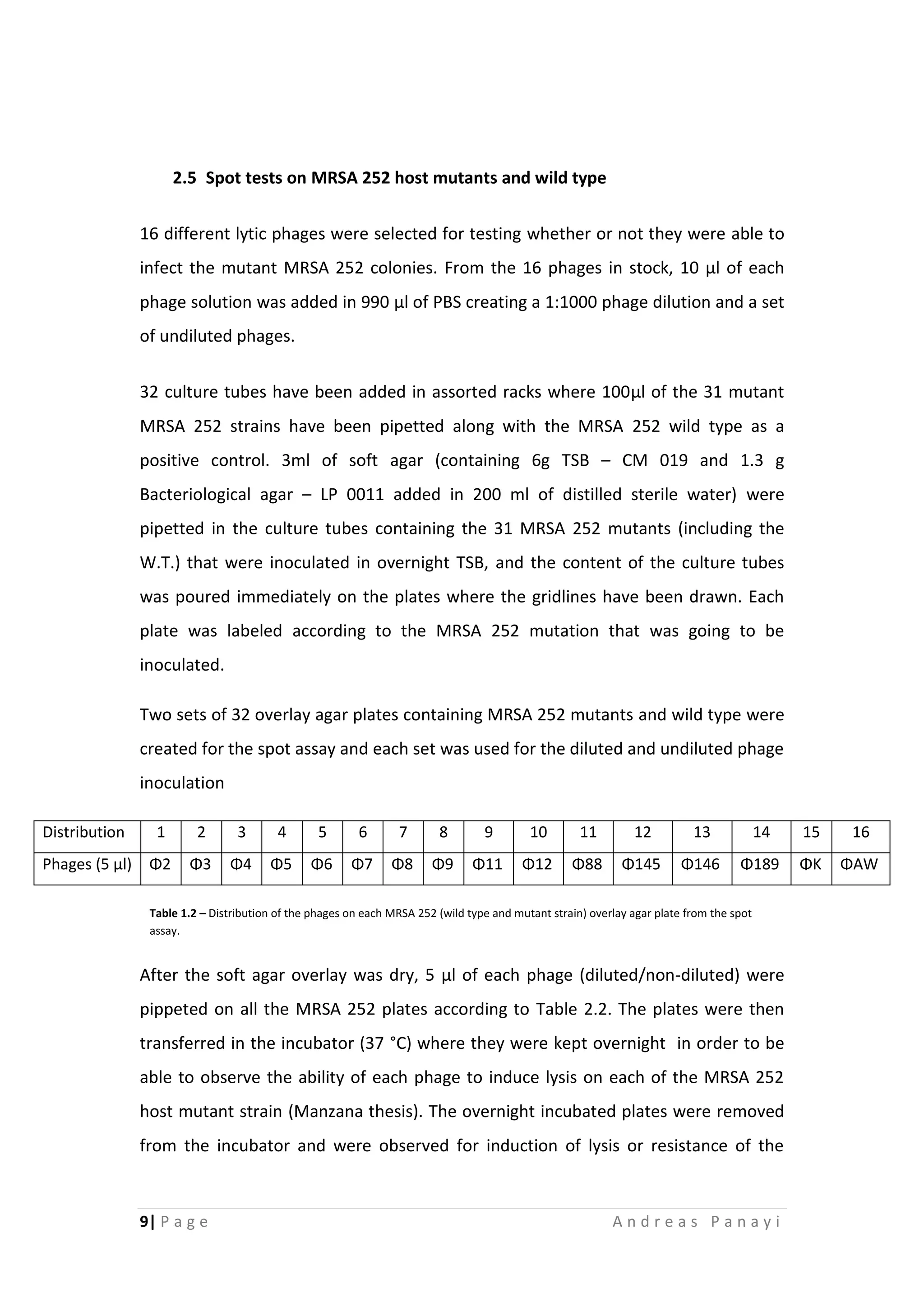 9| P a g e A n d r e a s P a n a y i
2.5 Spot tests on MRSA 252 host mutants and wild type
16 different lytic phages were selected for testing whether or not they were able to
infect the mutant MRSA 252 colonies. From the 16 phages in stock, 10 μl of each
phage solution was added in 990 μl of PBS creating a 1:1000 phage dilution and a set
of undiluted phages.
32 culture tubes have been added in assorted racks where 100μl of the 31 mutant
MRSA 252 strains have been pipetted along with the MRSA 252 wild type as a
positive control. 3ml of soft agar (containing 6g TSB – CM 019 and 1.3 g
Bacteriological agar – LP 0011 added in 200 ml of distilled sterile water) were
pipetted in the culture tubes containing the 31 MRSA 252 mutants (including the
W.T.) that were inoculated in overnight TSB, and the content of the culture tubes
was poured immediately on the plates where the gridlines have been drawn. Each
plate was labeled according to the MRSA 252 mutation that was going to be
inoculated.
Two sets of 32 overlay agar plates containing MRSA 252 mutants and wild type were
created for the spot assay and each set was used for the diluted and undiluted phage
inoculation
Distribution 1 2 3 4 5 6 7 8 9 10 11 12 13 14 15 16
Phages (5 μl) Φ2 Φ3 Φ4 Φ5 Φ6 Φ7 Φ8 Φ9 Φ11 Φ12 Φ88 Φ145 Φ146 Φ189 ΦΚ ΦΑW
After the soft agar overlay was dry, 5 μl of each phage (diluted/non-diluted) were
pippeted on all the MRSA 252 plates according to Table 2.2. The plates were then
transferred in the incubator (37 °C) where they were kept overnight in order to be
able to observe the ability of each phage to induce lysis on each of the MRSA 252
host mutant strain (Manzana thesis). The overnight incubated plates were removed
from the incubator and were observed for induction of lysis or resistance of the
Table 1.2 – Distribution of the phages on each MRSA 252 (wild type and mutant strain) overlay agar plate from the spot
assay.
 