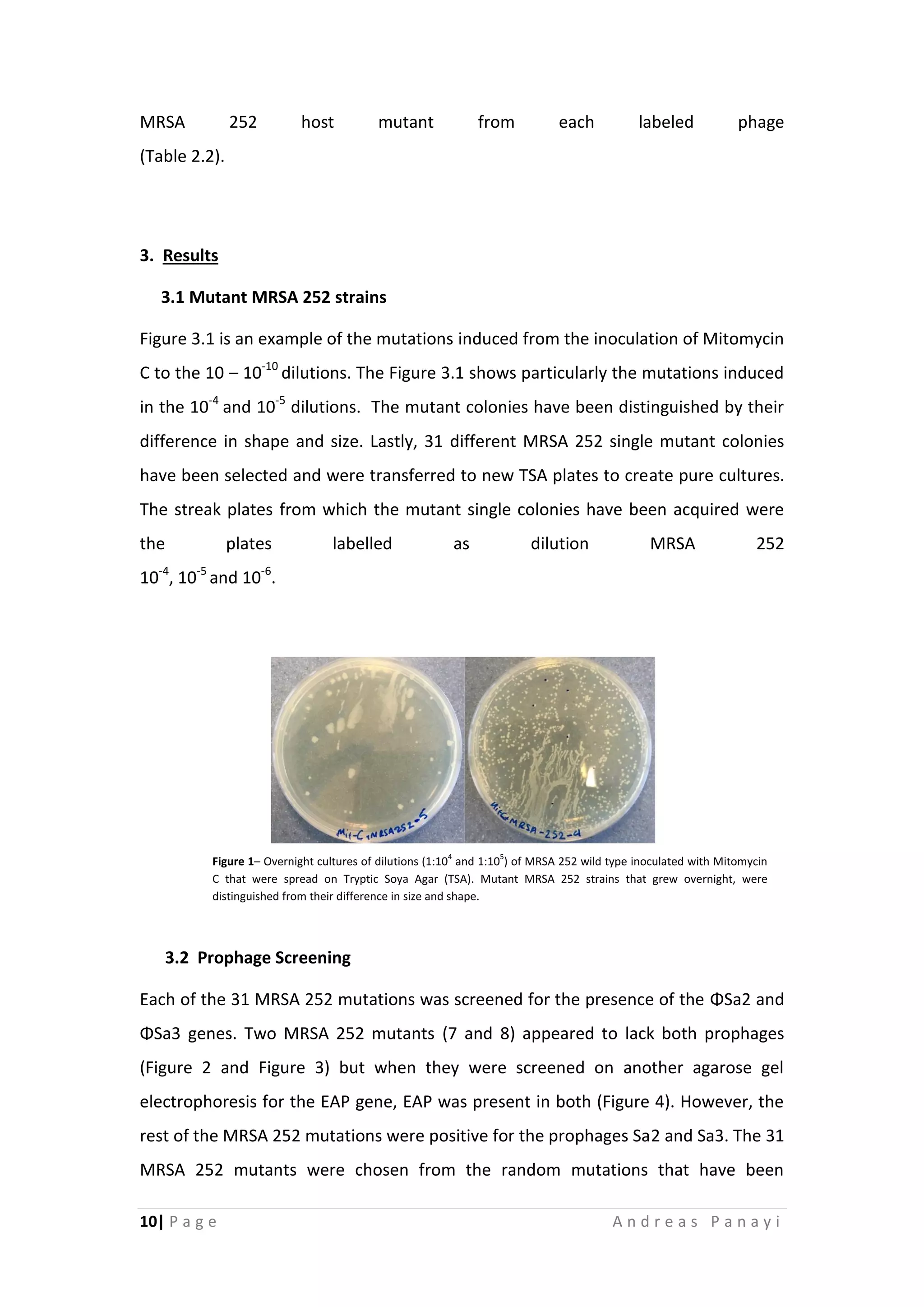 10| P a g e A n d r e a s P a n a y i
MRSA 252 host mutant from each labeled phage
(Table 2.2).
3. Results
3.1 Mutant MRSA 252 strains
Figure 3.1 is an example of the mutations induced from the inoculation of Mitomycin
C to the 10 – 10-10
dilutions. The Figure 3.1 shows particularly the mutations induced
in the 10-4
and 10-5
dilutions. The mutant colonies have been distinguished by their
difference in shape and size. Lastly, 31 different MRSA 252 single mutant colonies
have been selected and were transferred to new TSA plates to create pure cultures.
The streak plates from which the mutant single colonies have been acquired were
the plates labelled as dilution MRSA 252
10-4
, 10-5
and 10-6
.
3.2 Prophage Screening
Each of the 31 MRSA 252 mutations was screened for the presence of the ΦSa2 and
ΦSa3 genes. Two MRSA 252 mutants (7 and 8) appeared to lack both prophages
(Figure 2 and Figure 3) but when they were screened on another agarose gel
electrophoresis for the EAP gene, EAP was present in both (Figure 4). However, the
rest of the MRSA 252 mutations were positive for the prophages Sa2 and Sa3. The 31
MRSA 252 mutants were chosen from the random mutations that have been
Figure 1– Overnight cultures of dilutions (1:104
and 1:105
) of MRSA 252 wild type inoculated with Mitomycin
C that were spread on Tryptic Soya Agar (TSA). Mutant MRSA 252 strains that grew overnight, were
distinguished from their difference in size and shape.
 