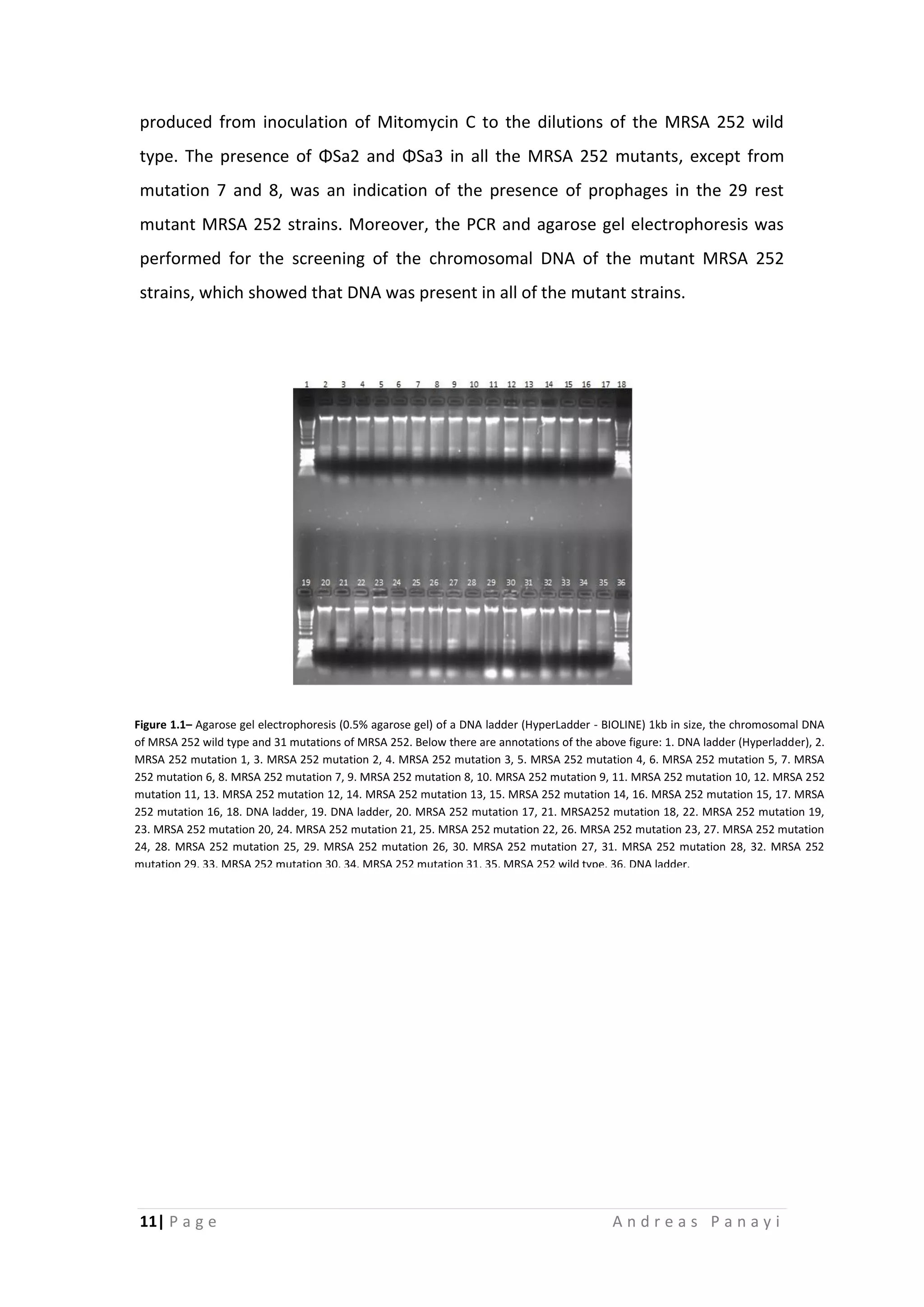 11| P a g e A n d r e a s P a n a y i
produced from inoculation of Mitomycin C to the dilutions of the MRSA 252 wild
type. The presence of ΦSa2 and ΦSa3 in all the MRSA 252 mutants, except from
mutation 7 and 8, was an indication of the presence of prophages in the 29 rest
mutant MRSA 252 strains. Moreover, the PCR and agarose gel electrophoresis was
performed for the screening of the chromosomal DNA of the mutant MRSA 252
strains, which showed that DNA was present in all of the mutant strains.
Figure 1.1– Agarose gel electrophoresis (0.5% agarose gel) of a DNA ladder (HyperLadder - BIOLINE) 1kb in size, the chromosomal DNA
of MRSA 252 wild type and 31 mutations of MRSA 252. Below there are annotations of the above figure: 1. DNA ladder (Hyperladder), 2.
MRSA 252 mutation 1, 3. MRSA 252 mutation 2, 4. MRSA 252 mutation 3, 5. MRSA 252 mutation 4, 6. MRSA 252 mutation 5, 7. MRSA
252 mutation 6, 8. MRSA 252 mutation 7, 9. MRSA 252 mutation 8, 10. MRSA 252 mutation 9, 11. MRSA 252 mutation 10, 12. MRSA 252
mutation 11, 13. MRSA 252 mutation 12, 14. MRSA 252 mutation 13, 15. MRSA 252 mutation 14, 16. MRSA 252 mutation 15, 17. MRSA
252 mutation 16, 18. DNA ladder, 19. DNA ladder, 20. MRSA 252 mutation 17, 21. MRSA252 mutation 18, 22. MRSA 252 mutation 19,
23. MRSA 252 mutation 20, 24. MRSA 252 mutation 21, 25. MRSA 252 mutation 22, 26. MRSA 252 mutation 23, 27. MRSA 252 mutation
24, 28. MRSA 252 mutation 25, 29. MRSA 252 mutation 26, 30. MRSA 252 mutation 27, 31. MRSA 252 mutation 28, 32. MRSA 252
mutation 29, 33. MRSA 252 mutation 30, 34. MRSA 252 mutation 31, 35. MRSA 252 wild type, 36. DNA ladder.
 