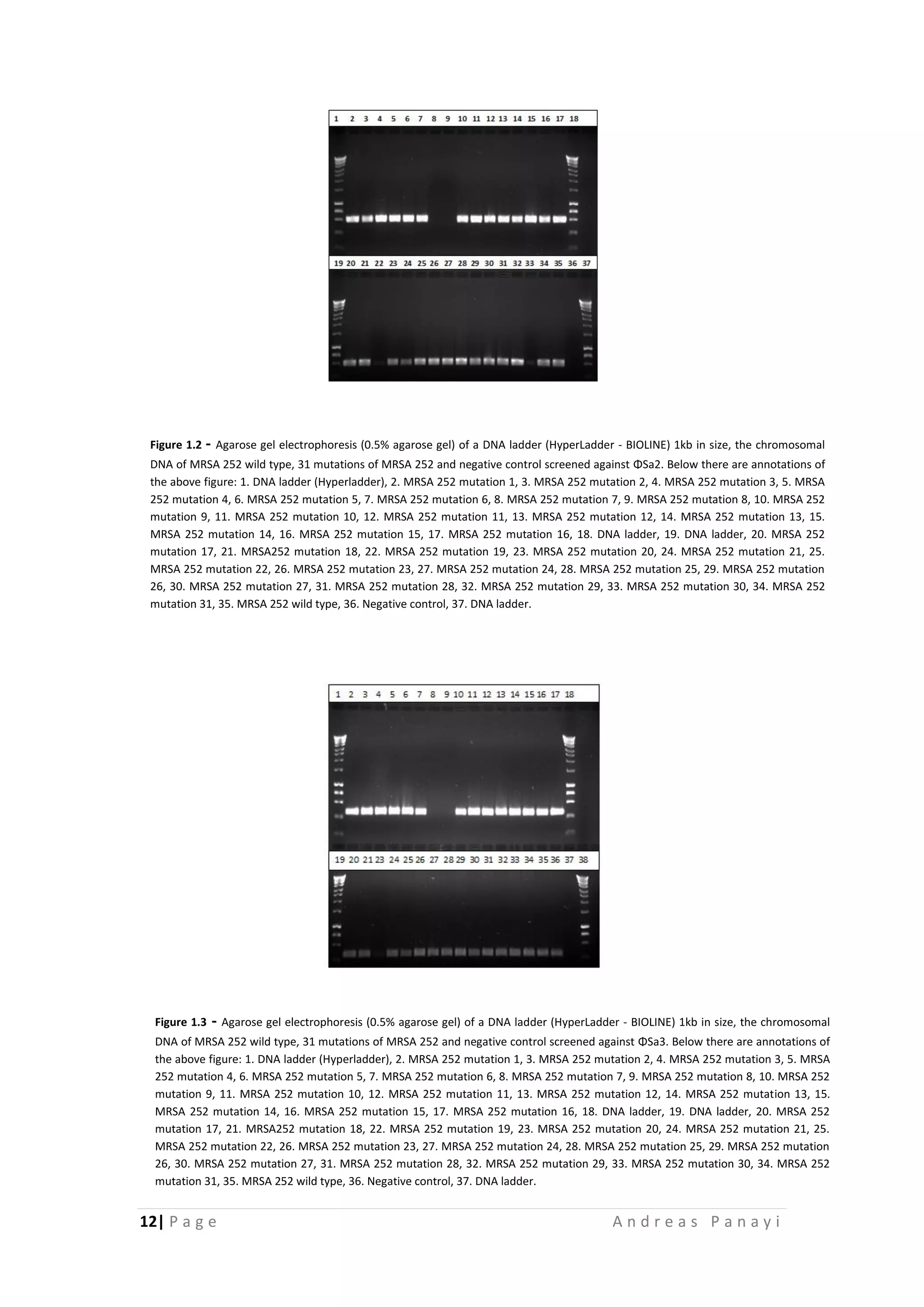 12| P a g e A n d r e a s P a n a y i
Figure 1.3 - Agarose gel electrophoresis (0.5% agarose gel) of a DNA ladder (HyperLadder - BIOLINE) 1kb in size, the chromosomal
DNA of MRSA 252 wild type, 31 mutations of MRSA 252 and negative control screened against ΦSa3. Below there are annotations of
the above figure: 1. DNA ladder (Hyperladder), 2. MRSA 252 mutation 1, 3. MRSA 252 mutation 2, 4. MRSA 252 mutation 3, 5. MRSA
252 mutation 4, 6. MRSA 252 mutation 5, 7. MRSA 252 mutation 6, 8. MRSA 252 mutation 7, 9. MRSA 252 mutation 8, 10. MRSA 252
mutation 9, 11. MRSA 252 mutation 10, 12. MRSA 252 mutation 11, 13. MRSA 252 mutation 12, 14. MRSA 252 mutation 13, 15.
MRSA 252 mutation 14, 16. MRSA 252 mutation 15, 17. MRSA 252 mutation 16, 18. DNA ladder, 19. DNA ladder, 20. MRSA 252
mutation 17, 21. MRSA252 mutation 18, 22. MRSA 252 mutation 19, 23. MRSA 252 mutation 20, 24. MRSA 252 mutation 21, 25.
MRSA 252 mutation 22, 26. MRSA 252 mutation 23, 27. MRSA 252 mutation 24, 28. MRSA 252 mutation 25, 29. MRSA 252 mutation
26, 30. MRSA 252 mutation 27, 31. MRSA 252 mutation 28, 32. MRSA 252 mutation 29, 33. MRSA 252 mutation 30, 34. MRSA 252
mutation 31, 35. MRSA 252 wild type, 36. Negative control, 37. DNA ladder.
Figure 1.2 - Agarose gel electrophoresis (0.5% agarose gel) of a DNA ladder (HyperLadder - BIOLINE) 1kb in size, the chromosomal
DNA of MRSA 252 wild type, 31 mutations of MRSA 252 and negative control screened against ΦSa2. Below there are annotations of
the above figure: 1. DNA ladder (Hyperladder), 2. MRSA 252 mutation 1, 3. MRSA 252 mutation 2, 4. MRSA 252 mutation 3, 5. MRSA
252 mutation 4, 6. MRSA 252 mutation 5, 7. MRSA 252 mutation 6, 8. MRSA 252 mutation 7, 9. MRSA 252 mutation 8, 10. MRSA 252
mutation 9, 11. MRSA 252 mutation 10, 12. MRSA 252 mutation 11, 13. MRSA 252 mutation 12, 14. MRSA 252 mutation 13, 15.
MRSA 252 mutation 14, 16. MRSA 252 mutation 15, 17. MRSA 252 mutation 16, 18. DNA ladder, 19. DNA ladder, 20. MRSA 252
mutation 17, 21. MRSA252 mutation 18, 22. MRSA 252 mutation 19, 23. MRSA 252 mutation 20, 24. MRSA 252 mutation 21, 25.
MRSA 252 mutation 22, 26. MRSA 252 mutation 23, 27. MRSA 252 mutation 24, 28. MRSA 252 mutation 25, 29. MRSA 252 mutation
26, 30. MRSA 252 mutation 27, 31. MRSA 252 mutation 28, 32. MRSA 252 mutation 29, 33. MRSA 252 mutation 30, 34. MRSA 252
mutation 31, 35. MRSA 252 wild type, 36. Negative control, 37. DNA ladder.
 