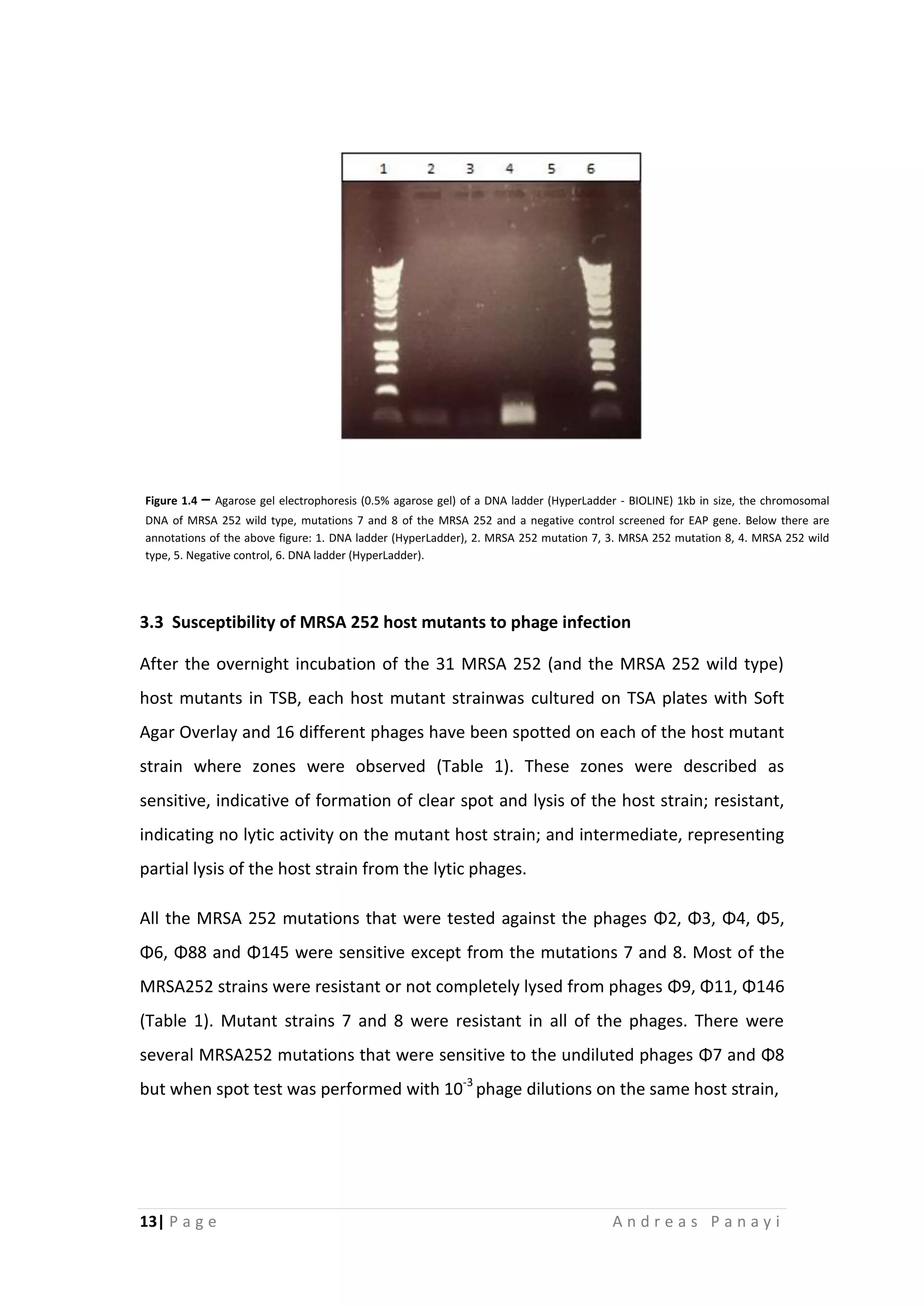 13| P a g e A n d r e a s P a n a y i
3.3 Susceptibility of MRSA 252 host mutants to phage infection
After the overnight incubation of the 31 MRSA 252 (and the MRSA 252 wild type)
host mutants in TSB, each host mutant strainwas cultured on TSA plates with Soft
Agar Overlay and 16 different phages have been spotted on each of the host mutant
strain where zones were observed (Table 1). These zones were described as
sensitive, indicative of formation of clear spot and lysis of the host strain; resistant,
indicating no lytic activity on the mutant host strain; and intermediate, representing
partial lysis of the host strain from the lytic phages.
All the MRSA 252 mutations that were tested against the phages Φ2, Φ3, Φ4, Φ5,
Φ6, Φ88 and Φ145 were sensitive except from the mutations 7 and 8. Most of the
MRSA252 strains were resistant or not completely lysed from phages Φ9, Φ11, Φ146
(Table 1). Mutant strains 7 and 8 were resistant in all of the phages. There were
several MRSA252 mutations that were sensitive to the undiluted phages Φ7 and Φ8
but when spot test was performed with 10-3
phage dilutions on the same host strain,
Figure 1.4 – Agarose gel electrophoresis (0.5% agarose gel) of a DNA ladder (HyperLadder - BIOLINE) 1kb in size, the chromosomal
DNA of MRSA 252 wild type, mutations 7 and 8 of the MRSA 252 and a negative control screened for EAP gene. Below there are
annotations of the above figure: 1. DNA ladder (HyperLadder), 2. MRSA 252 mutation 7, 3. MRSA 252 mutation 8, 4. MRSA 252 wild
type, 5. Negative control, 6. DNA ladder (HyperLadder).
 