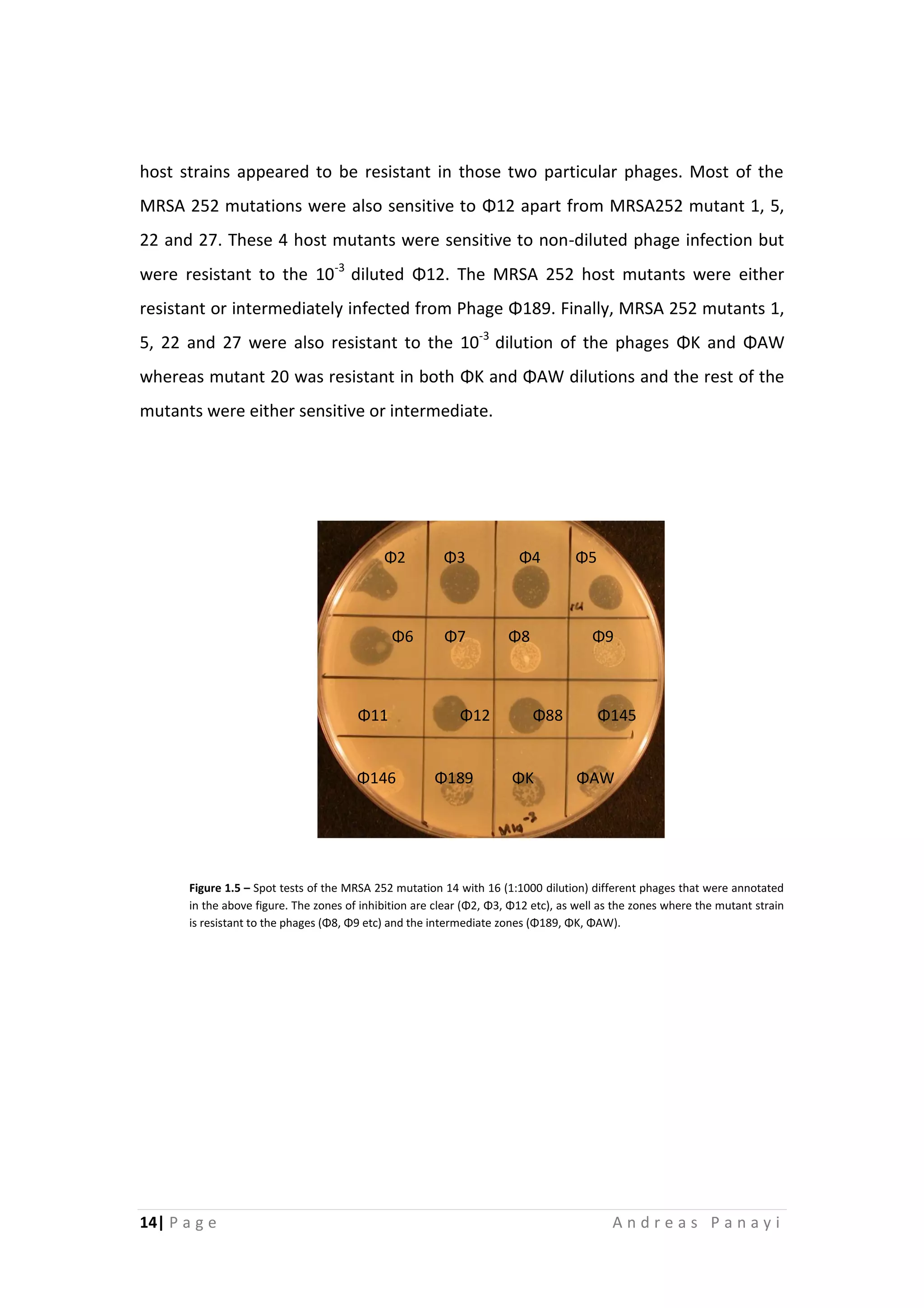 14| P a g e A n d r e a s P a n a y i
host strains appeared to be resistant in those two particular phages. Most of the
MRSA 252 mutations were also sensitive to Φ12 apart from MRSA252 mutant 1, 5,
22 and 27. These 4 host mutants were sensitive to non-diluted phage infection but
were resistant to the 10-3
diluted Φ12. The MRSA 252 host mutants were either
resistant or intermediately infected from Phage Φ189. Finally, MRSA 252 mutants 1,
5, 22 and 27 were also resistant to the 10-3
dilution of the phages ΦΚ and ΦΑW
whereas mutant 20 was resistant in both ΦΚ and ΦΑW dilutions and the rest of the
mutants were either sensitive or intermediate.
Figure 1.5 – Spot tests of the MRSA 252 mutation 14 with 16 (1:1000 dilution) different phages that were annotated
in the above figure. The zones of inhibition are clear (Φ2, Φ3, Φ12 etc), as well as the zones where the mutant strain
is resistant to the phages (Φ8, Φ9 etc) and the intermediate zones (Φ189, ΦΚ, ΦΑW).
Φ2 Φ3 Φ4 Φ5
Φ6 Φ7 Φ8 Φ9
Φ11 Φ12 Φ88 Φ145
Φ146 Φ189 ΦΚ ΦΑW
 