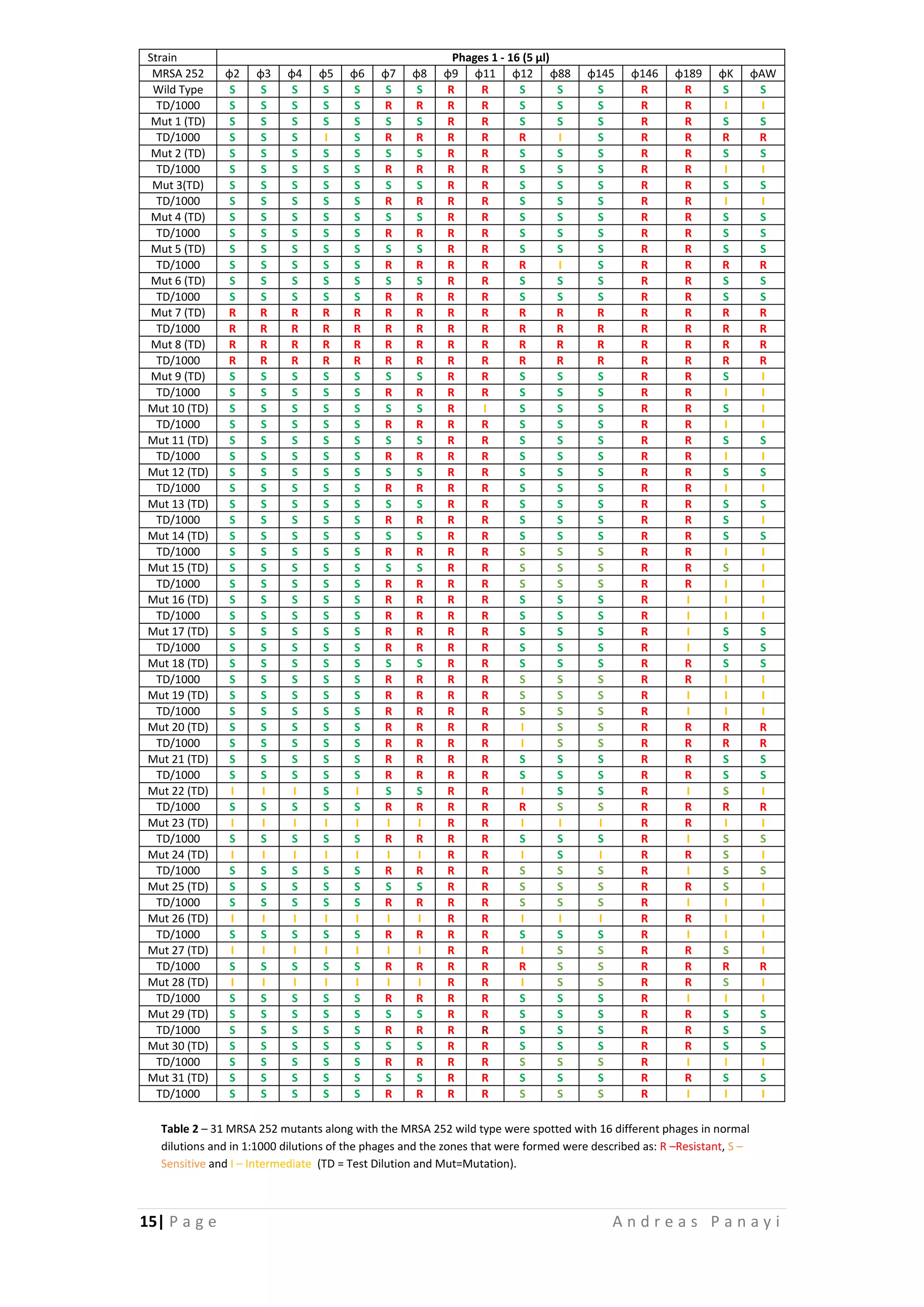 15| P a g e A n d r e a s P a n a y i
Strain Phages 1 - 16 (5 μl)
MRSA 252 φ2 φ3 φ4 φ5 φ6 φ7 φ8 φ9 φ11 φ12 φ88 φ145 φ146 φ189 φK φAW
Wild Type S S S S S S S R R S S S R R S S
TD/1000 S S S S S R R R R S S S R R I I
Mut 1 (TD) S S S S S S S R R S S S R R S S
TD/1000 S S S I S R R R R R I S R R R R
Mut 2 (TD) S S S S S S S R R S S S R R S S
TD/1000 S S S S S R R R R S S S R R I I
Mut 3(TD) S S S S S S S R R S S S R R S S
TD/1000 S S S S S R R R R S S S R R I I
Mut 4 (TD) S S S S S S S R R S S S R R S S
TD/1000 S S S S S R R R R S S S R R S S
Mut 5 (TD) S S S S S S S R R S S S R R S S
TD/1000 S S S S S R R R R R I S R R R R
Mut 6 (TD) S S S S S S S R R S S S R R S S
TD/1000 S S S S S R R R R S S S R R S S
Mut 7 (TD) R R R R R R R R R R R R R R R R
TD/1000 R R R R R R R R R R R R R R R R
Mut 8 (TD) R R R R R R R R R R R R R R R R
TD/1000 R R R R R R R R R R R R R R R R
Mut 9 (TD) S S S S S S S R R S S S R R S I
TD/1000 S S S S S R R R R S S S R R I I
Mut 10 (TD) S S S S S S S R I S S S R R S I
TD/1000 S S S S S R R R R S S S R R I I
Mut 11 (TD) S S S S S S S R R S S S R R S S
TD/1000 S S S S S R R R R S S S R R I I
Mut 12 (TD) S S S S S S S R R S S S R R S S
TD/1000 S S S S S R R R R S S S R R I I
Mut 13 (TD) S S S S S S S R R S S S R R S S
TD/1000 S S S S S R R R R S S S R R S I
Mut 14 (TD) S S S S S S S R R S S S R R S S
TD/1000 S S S S S R R R R S S S R R I I
Mut 15 (TD) S S S S S S S R R S S S R R S I
TD/1000 S S S S S R R R R S S S R R I I
Mut 16 (TD) S S S S S R R R R S S S R I I I
TD/1000 S S S S S R R R R S S S R I I I
Mut 17 (TD) S S S S S R R R R S S S R I S S
TD/1000 S S S S S R R R R S S S R I S S
Mut 18 (TD) S S S S S S S R R S S S R R S S
TD/1000 S S S S S R R R R S S S R R I I
Mut 19 (TD) S S S S S R R R R S S S R I I I
TD/1000 S S S S S R R R R S S S R I I I
Mut 20 (TD) S S S S S R R R R I S S R R R R
TD/1000 S S S S S R R R R I S S R R R R
Mut 21 (TD) S S S S S R R R R S S S R R S S
TD/1000 S S S S S R R R R S S S R R S S
Mut 22 (TD) I I I S I S S R R I S S R I S I
TD/1000 S S S S S R R R R R S S R R R R
Mut 23 (TD) I I I I I I I R R I I I R R I I
TD/1000 S S S S S R R R R S S S R I S S
Mut 24 (TD) I I I I I I I R R I S I R R S I
TD/1000 S S S S S R R R R S S S R I S S
Mut 25 (TD) S S S S S S S R R S S S R R S I
TD/1000 S S S S S R R R R S S S R I I I
Mut 26 (TD) I I I I I I I R R I I I R R I I
TD/1000 S S S S S R R R R S S S R I I I
Mut 27 (TD) I I I I I I I R R I S S R R S I
TD/1000 S S S S S R R R R R S S R R R R
Mut 28 (TD) I I I I I I I R R I S S R R S I
TD/1000 S S S S S R R R R S S S R I I I
Mut 29 (TD) S S S S S S S R R S S S R R S S
TD/1000 S S S S S R R R R S S S R R S S
Mut 30 (TD) S S S S S S S R R S S S R R S S
TD/1000 S S S S S R R R R S S S R I I I
Mut 31 (TD) S S S S S S S R R S S S R R S S
TD/1000 S S S S S R R R R S S S R I I I
Table 2 – 31 MRSA 252 mutants along with the MRSA 252 wild type were spotted with 16 different phages in normal
dilutions and in 1:1000 dilutions of the phages and the zones that were formed were described as: R –Resistant, S –
Sensitive and I – Intermediate (TD = Test Dilution and Mut=Mutation).
 