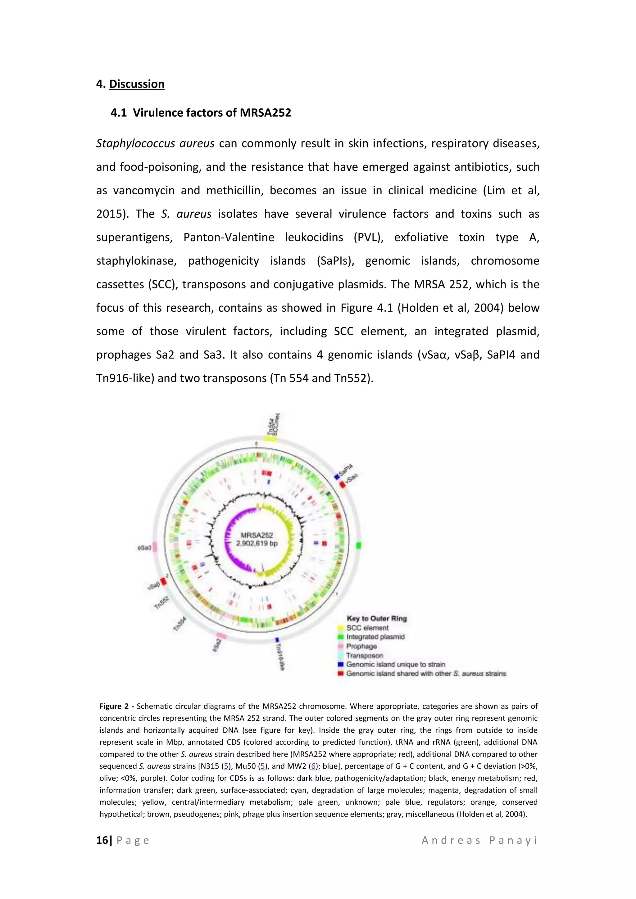 16| P a g e A n d r e a s P a n a y i
4. Discussion
4.1 Virulence factors of MRSA252
Staphylococcus aureus can commonly result in skin infections, respiratory diseases,
and food-poisoning, and the resistance that have emerged against antibiotics, such
as vancomycin and methicillin, becomes an issue in clinical medicine (Lim et al,
2015). The S. aureus isolates have several virulence factors and toxins such as
superantigens, Panton-Valentine leukocidins (PVL), exfoliative toxin type A,
staphylokinase, pathogenicity islands (SaPIs), genomic islands, chromosome
cassettes (SCC), transposons and conjugative plasmids. The MRSA 252, which is the
focus of this research, contains as showed in Figure 4.1 (Holden et al, 2004) below
some of those virulent factors, including SCC element, an integrated plasmid,
prophages Sa2 and Sa3. It also contains 4 genomic islands (νSaα, νSaβ, SaPI4 and
Tn916-like) and two transposons (Tn 554 and Tn552).
Figure 2 - Schematic circular diagrams of the MRSA252 chromosome. Where appropriate, categories are shown as pairs of
concentric circles representing the MRSA 252 strand. The outer colored segments on the gray outer ring represent genomic
islands and horizontally acquired DNA (see figure for key). Inside the gray outer ring, the rings from outside to inside
represent scale in Mbp, annotated CDS (colored according to predicted function), tRNA and rRNA (green), additional DNA
compared to the other S. aureus strain described here (MRSA252 where appropriate; red), additional DNA compared to other
sequenced S. aureus strains [N315 (5), Mu50 (5), and MW2 (6); blue], percentage of G + C content, and G + C deviation (>0%,
olive; <0%, purple). Color coding for CDSs is as follows: dark blue, pathogenicity/adaptation; black, energy metabolism; red,
information transfer; dark green, surface-associated; cyan, degradation of large molecules; magenta, degradation of small
molecules; yellow, central/intermediary metabolism; pale green, unknown; pale blue, regulators; orange, conserved
hypothetical; brown, pseudogenes; pink, phage plus insertion sequence elements; gray, miscellaneous (Holden et al, 2004).
 