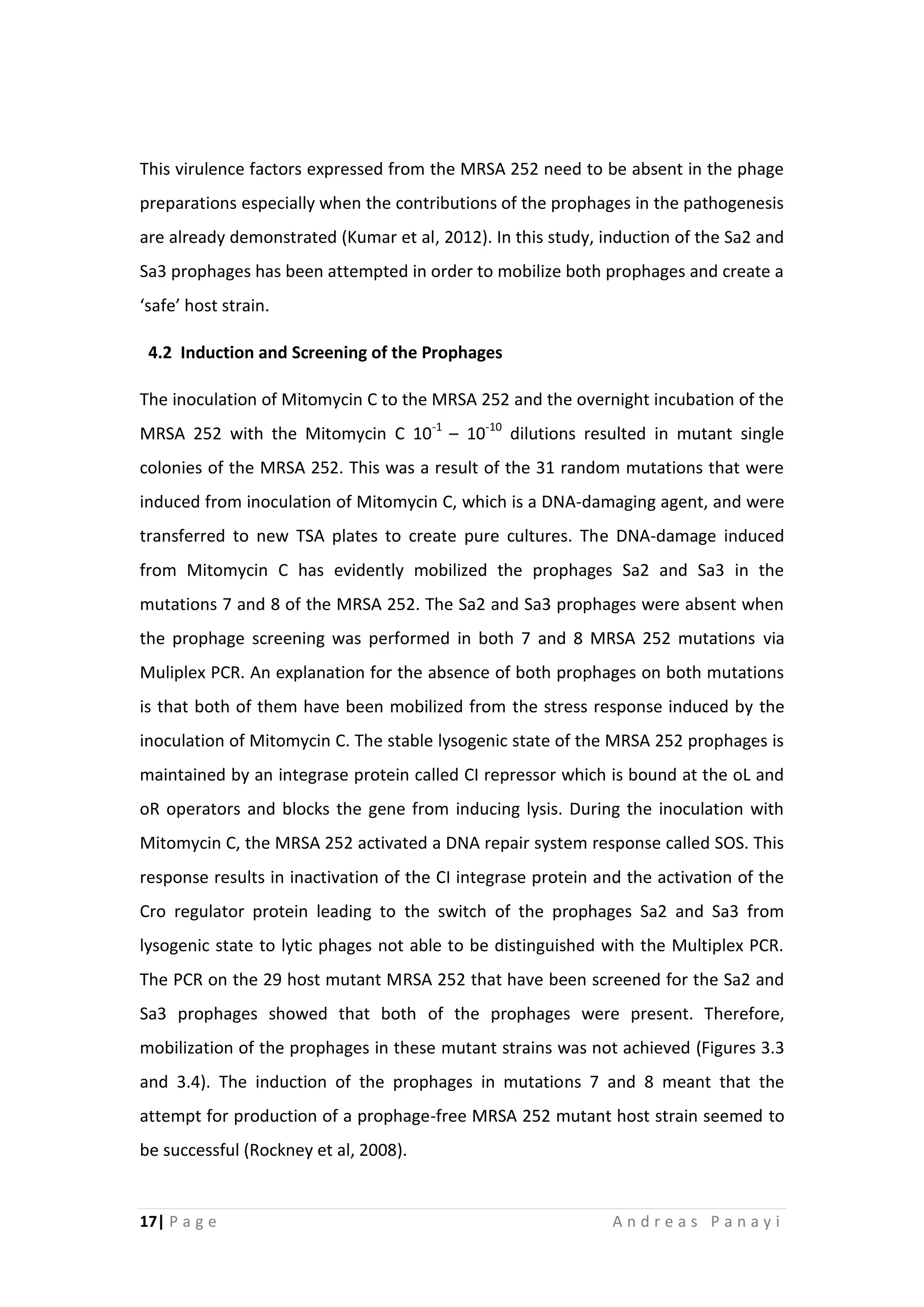 17| P a g e A n d r e a s P a n a y i
This virulence factors expressed from the MRSA 252 need to be absent in the phage
preparations especially when the contributions of the prophages in the pathogenesis
are already demonstrated (Kumar et al, 2012). In this study, induction of the Sa2 and
Sa3 prophages has been attempted in order to mobilize both prophages and create a
‘safe’ host strain.
4.2 Induction and Screening of the Prophages
The inoculation of Mitomycin C to the MRSA 252 and the overnight incubation of the
MRSA 252 with the Mitomycin C 10-1
– 10-10
dilutions resulted in mutant single
colonies of the MRSA 252. This was a result of the 31 random mutations that were
induced from inoculation of Mitomycin C, which is a DNA-damaging agent, and were
transferred to new TSA plates to create pure cultures. The DNA-damage induced
from Mitomycin C has evidently mobilized the prophages Sa2 and Sa3 in the
mutations 7 and 8 of the MRSA 252. The Sa2 and Sa3 prophages were absent when
the prophage screening was performed in both 7 and 8 MRSA 252 mutations via
Muliplex PCR. An explanation for the absence of both prophages on both mutations
is that both of them have been mobilized from the stress response induced by the
inoculation of Mitomycin C. The stable lysogenic state of the MRSA 252 prophages is
maintained by an integrase protein called CI repressor which is bound at the oL and
oR operators and blocks the gene from inducing lysis. During the inoculation with
Mitomycin C, the MRSA 252 activated a DNA repair system response called SOS. This
response results in inactivation of the CI integrase protein and the activation of the
Cro regulator protein leading to the switch of the prophages Sa2 and Sa3 from
lysogenic state to lytic phages not able to be distinguished with the Multiplex PCR.
The PCR on the 29 host mutant MRSA 252 that have been screened for the Sa2 and
Sa3 prophages showed that both of the prophages were present. Therefore,
mobilization of the prophages in these mutant strains was not achieved (Figures 3.3
and 3.4). The induction of the prophages in mutations 7 and 8 meant that the
attempt for production of a prophage-free MRSA 252 mutant host strain seemed to
be successful (Rockney et al, 2008).
 