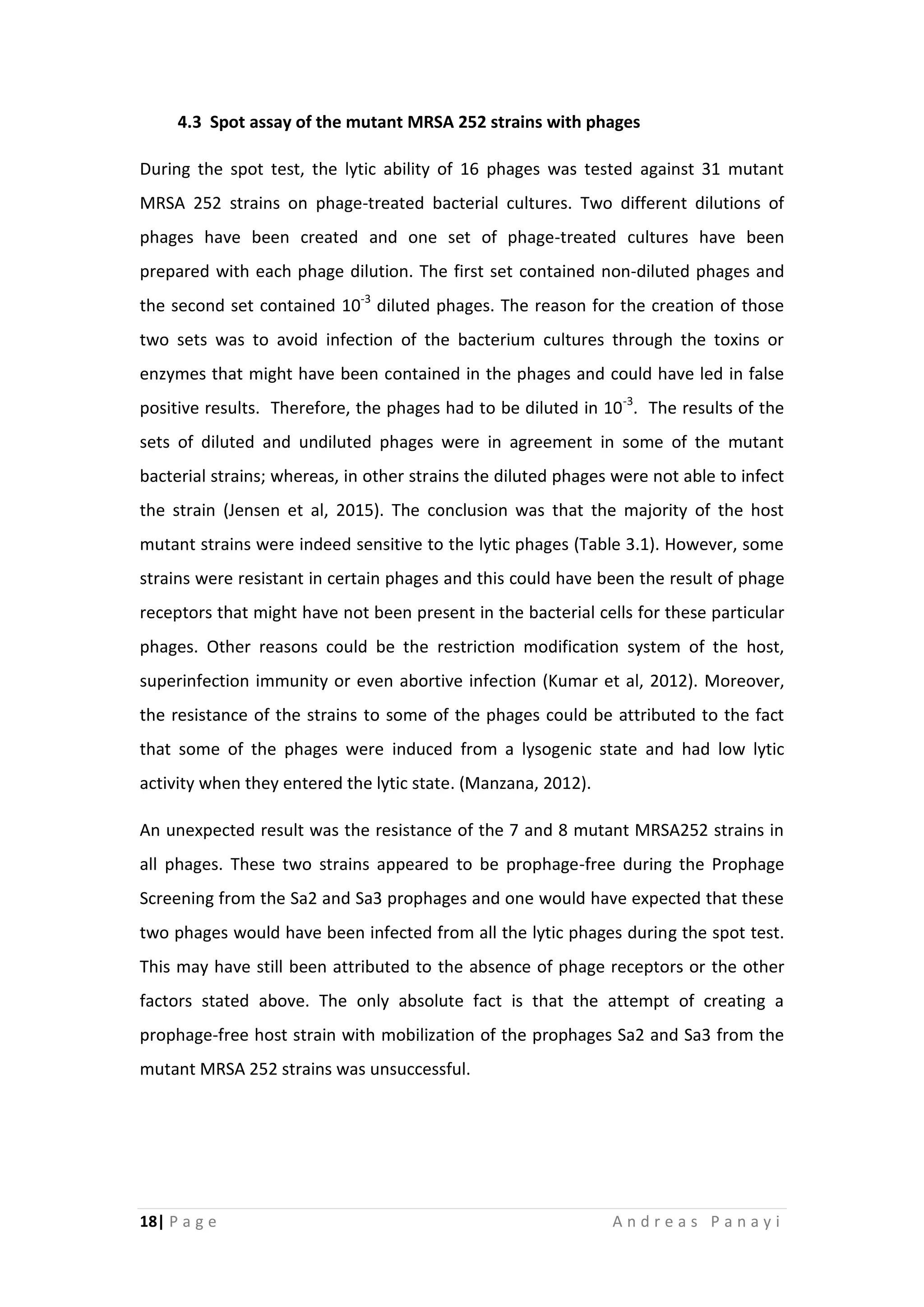 18| P a g e A n d r e a s P a n a y i
4.3 Spot assay of the mutant MRSA 252 strains with phages
During the spot test, the lytic ability of 16 phages was tested against 31 mutant
MRSA 252 strains on phage-treated bacterial cultures. Two different dilutions of
phages have been created and one set of phage-treated cultures have been
prepared with each phage dilution. The first set contained non-diluted phages and
the second set contained 10-3
diluted phages. The reason for the creation of those
two sets was to avoid infection of the bacterium cultures through the toxins or
enzymes that might have been contained in the phages and could have led in false
positive results. Therefore, the phages had to be diluted in 10-3
. The results of the
sets of diluted and undiluted phages were in agreement in some of the mutant
bacterial strains; whereas, in other strains the diluted phages were not able to infect
the strain (Jensen et al, 2015). The conclusion was that the majority of the host
mutant strains were indeed sensitive to the lytic phages (Table 3.1). However, some
strains were resistant in certain phages and this could have been the result of phage
receptors that might have not been present in the bacterial cells for these particular
phages. Other reasons could be the restriction modification system of the host,
superinfection immunity or even abortive infection (Kumar et al, 2012). Moreover,
the resistance of the strains to some of the phages could be attributed to the fact
that some of the phages were induced from a lysogenic state and had low lytic
activity when they entered the lytic state. (Manzana, 2012).
An unexpected result was the resistance of the 7 and 8 mutant MRSA252 strains in
all phages. These two strains appeared to be prophage-free during the Prophage
Screening from the Sa2 and Sa3 prophages and one would have expected that these
two phages would have been infected from all the lytic phages during the spot test.
This may have still been attributed to the absence of phage receptors or the other
factors stated above. The only absolute fact is that the attempt of creating a
prophage-free host strain with mobilization of the prophages Sa2 and Sa3 from the
mutant MRSA 252 strains was unsuccessful.
 